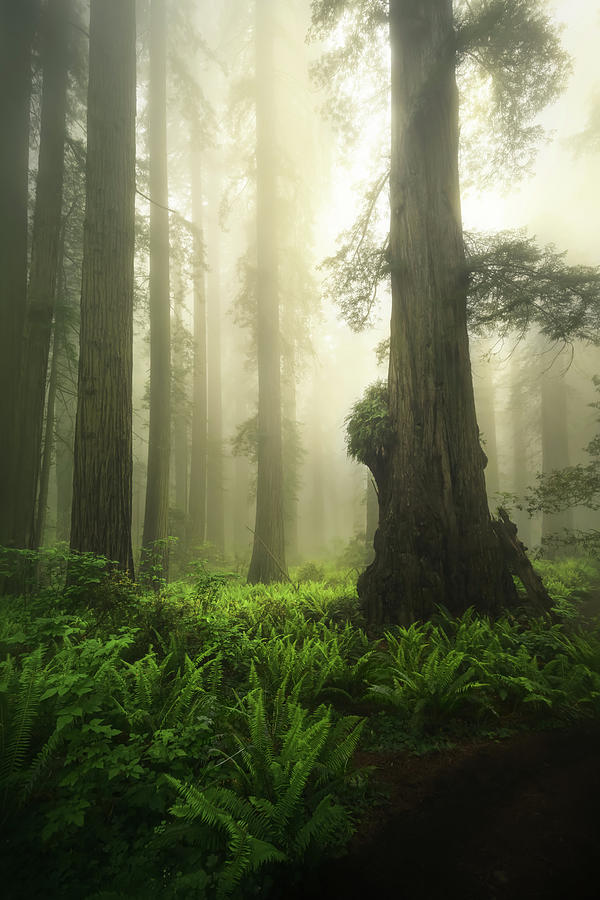 Redwood National And State Parks Photograph - Giants In Damnation by Steve Berkley