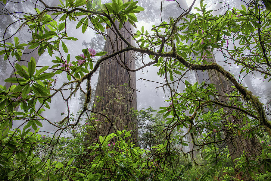 Tree Photograph - Giants in the Mist by Cliff Wassmann