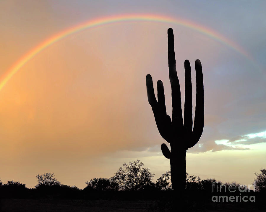 Desert Photograph - Giants of Arizona by Edmund Nagele FRPS