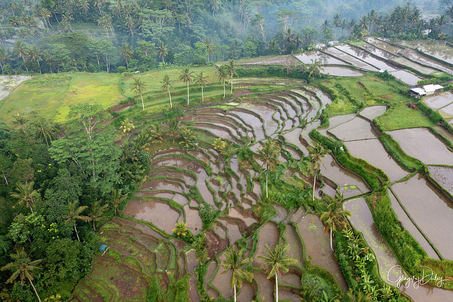 Gianyar, Bali Rice Field 2 Photograph by Gregory Daley  MPSA