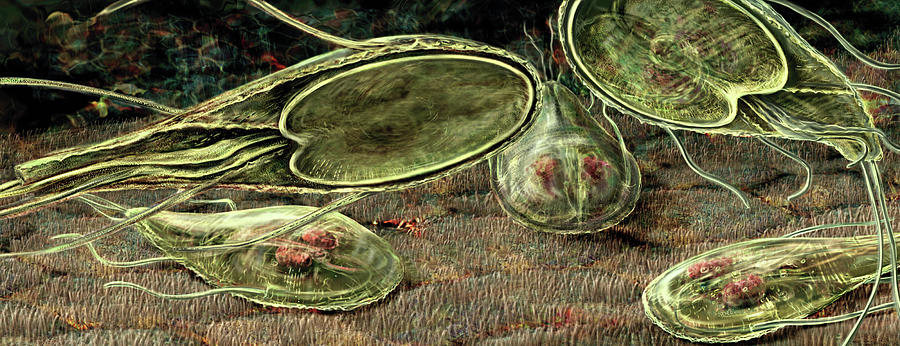 Giardia lamblia Digital Art by Russell Kightley