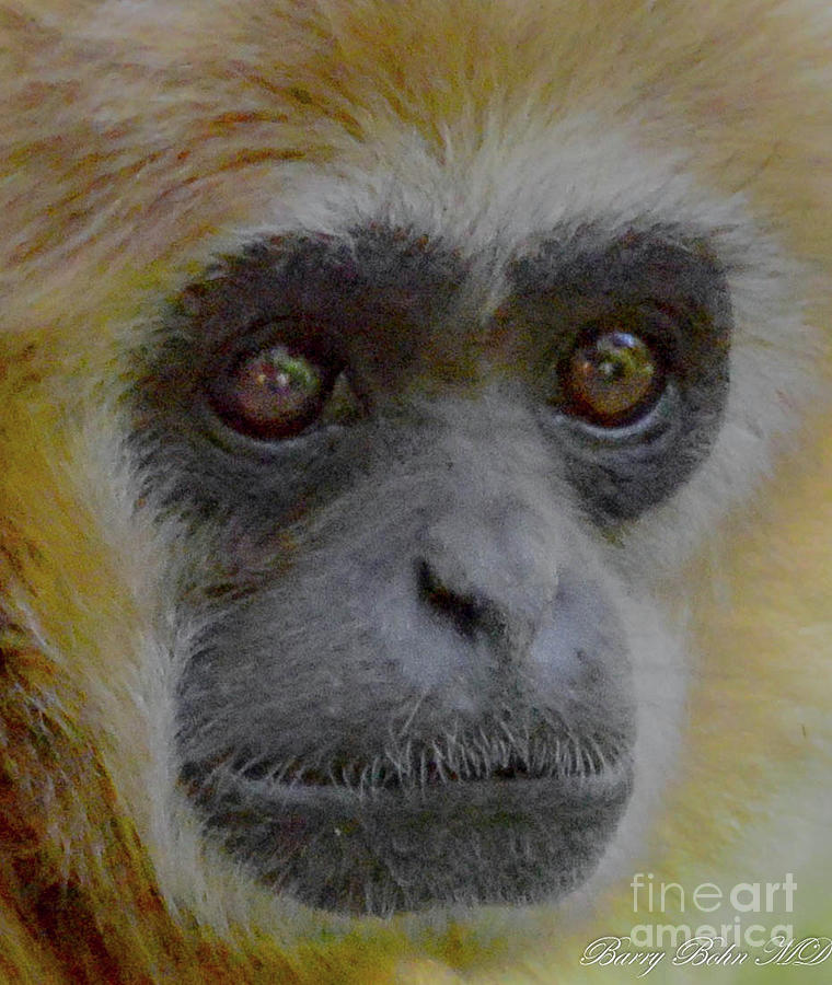 Gibbon Photograph by Barry Bohn