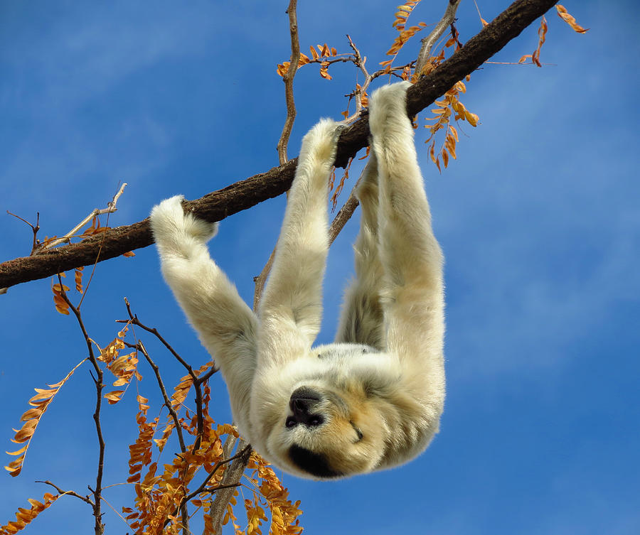 Gibbon Hanging Upside Down Photograph by Sandra Leidholdt