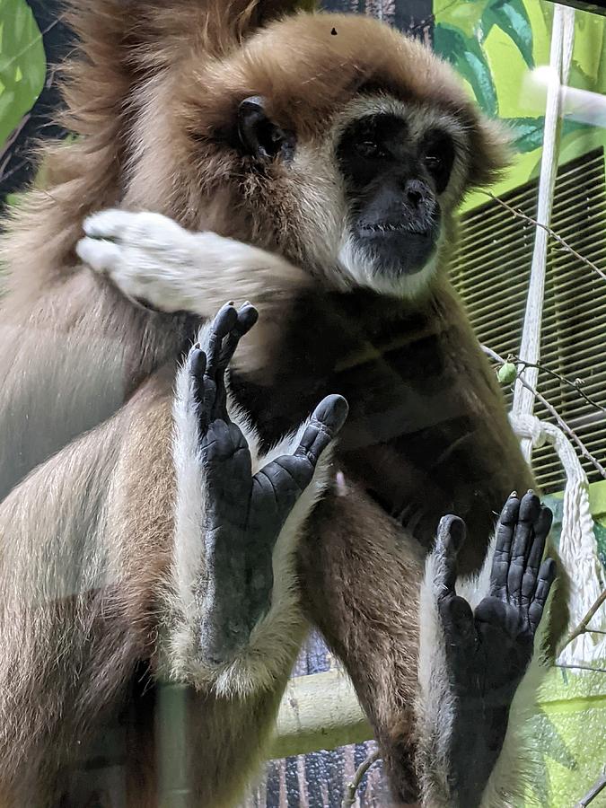 Gibbon Photograph by Lisa Mutch