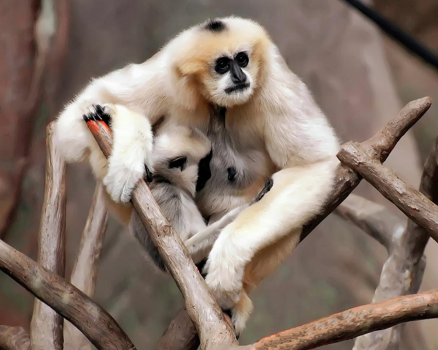 Gibbon Nursing Its Baby Photograph by Flees Photos