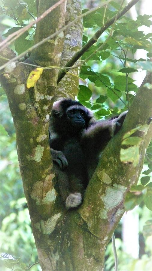 Gibbon portrait Photograph by Robert Bociaga