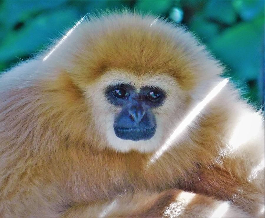 - Gibbon Photograph by THERESA Nye