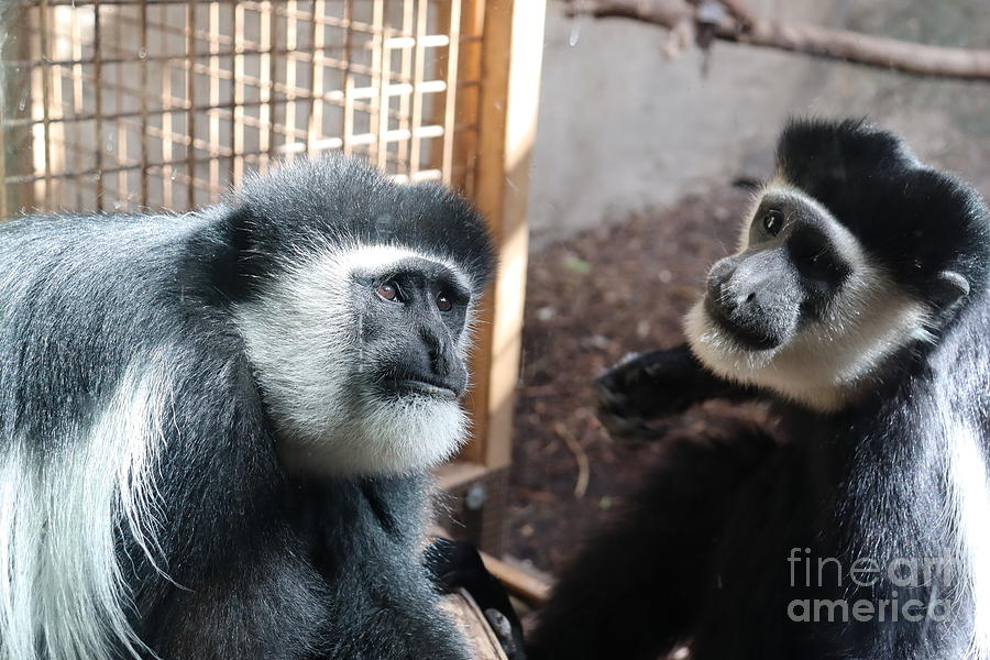 Gibbons Photograph by Lisa Mutch