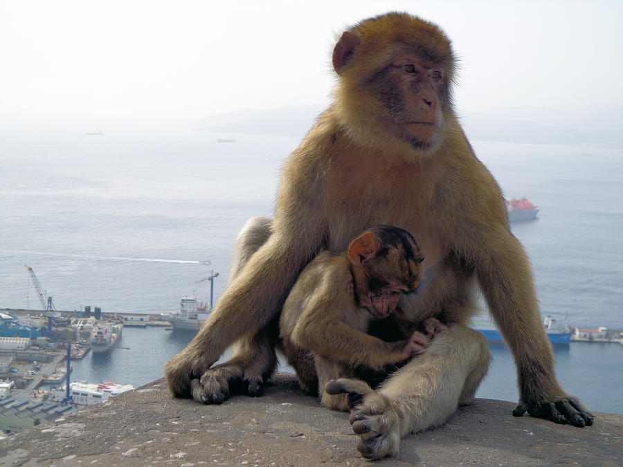 Gibraltar Monkey & Baby Photograph by Sascha Grabow