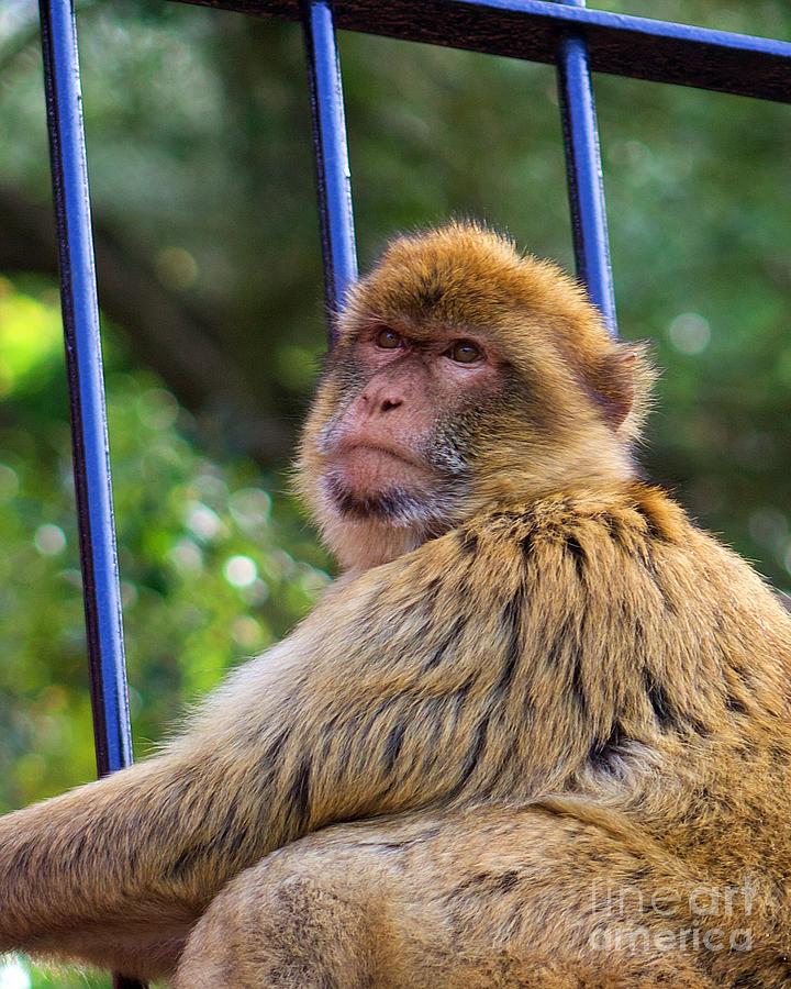 Gibraltar Monkey Photograph by Yvonne M Smith