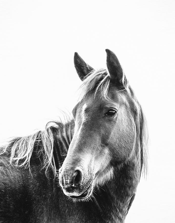 Gibson - Horse Art Photograph by Lisa Saint