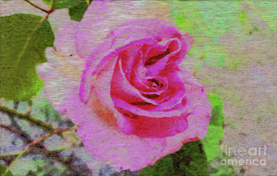 Gift Tissue Rose Photograph by Sea Change Vibes