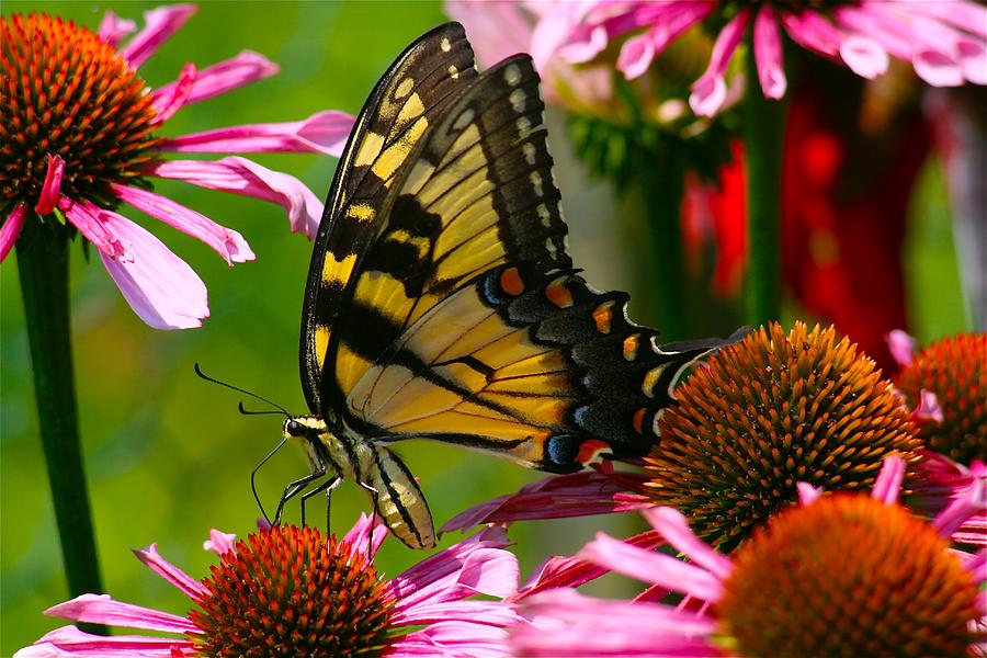 Butterfly Photograph - Gifts of Summer by Sharon W