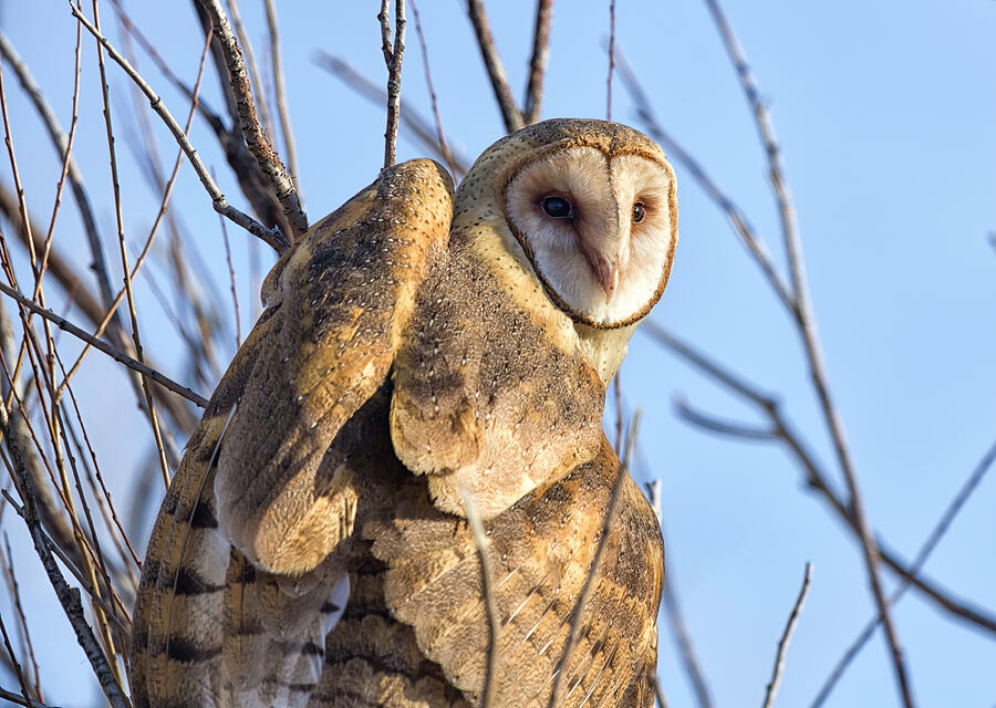 Morning Barn Owl Photograph by Scott Warner
