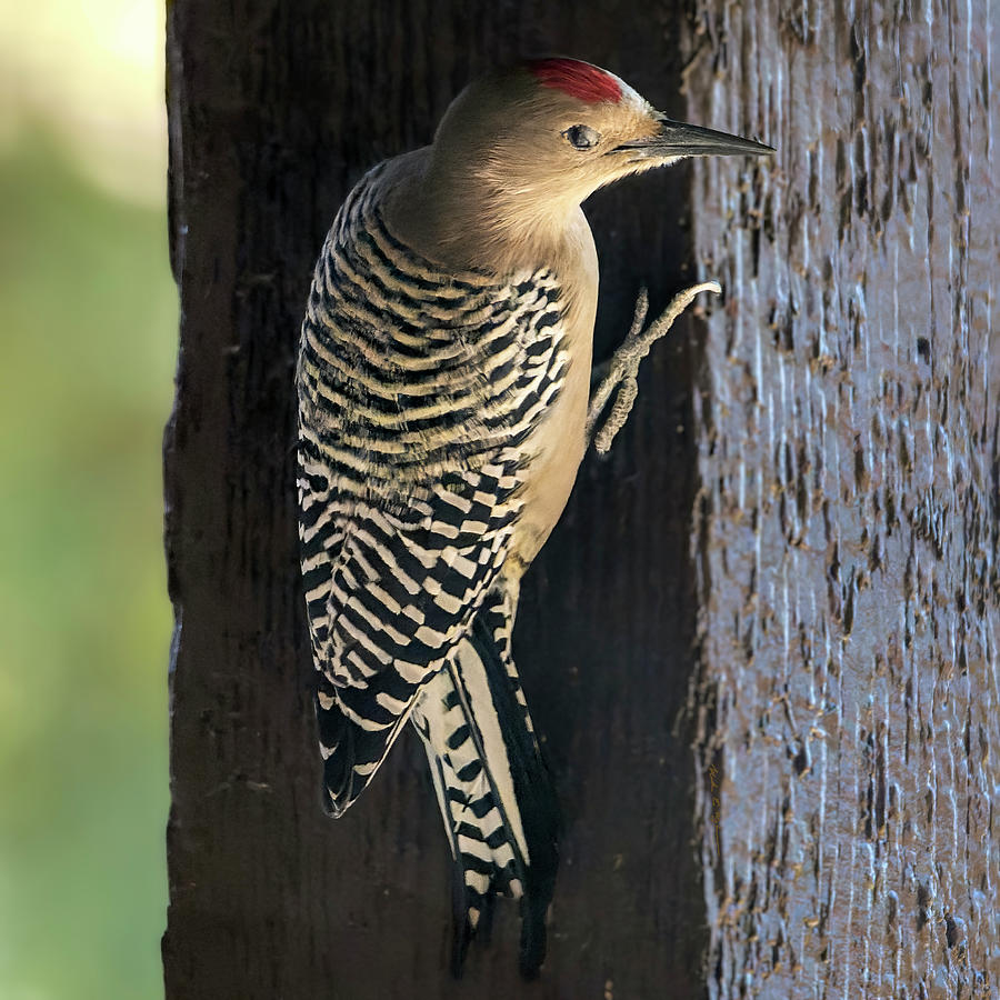 Gila Woodpecker 24560 Photograph by Mark Myhaver