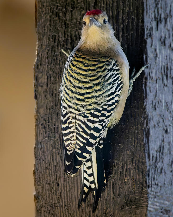 Gila Woodpecker 24635 Photograph by Mark Myhaver