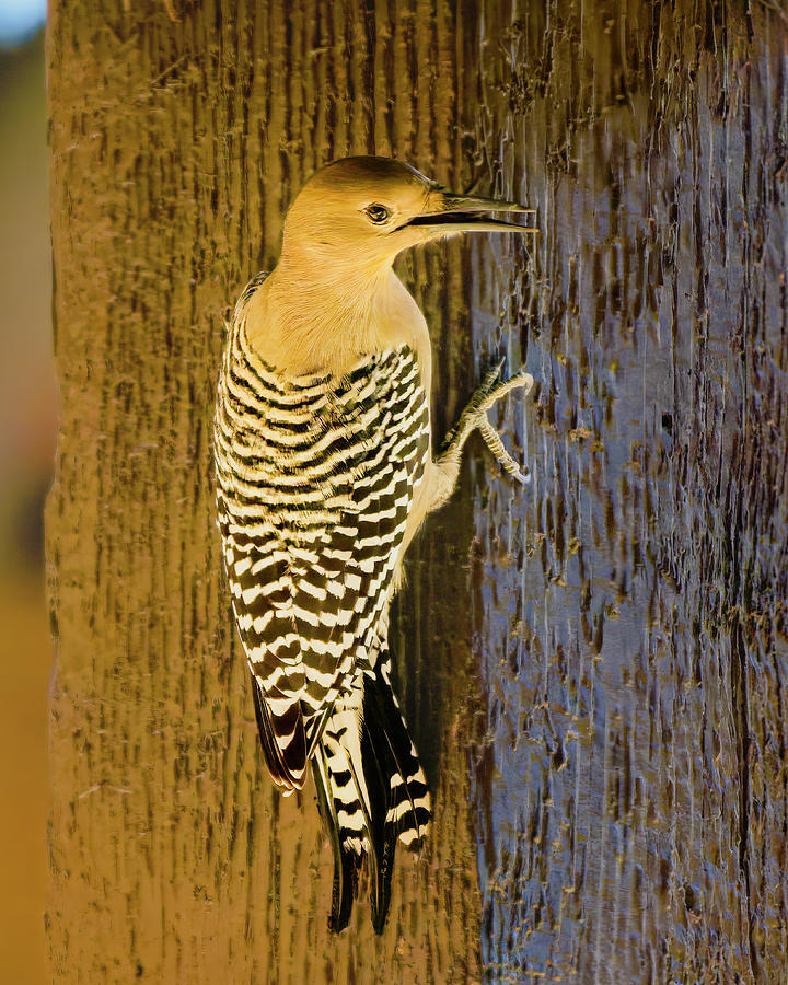 Gila Woodpecker 25251 Photograph by Mark Myhaver