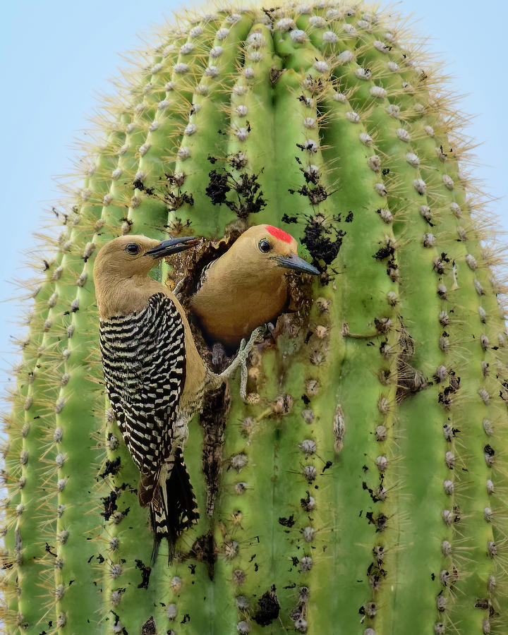 Gila Woodpecker Couple v20083 Photograph by Mark Myhaver