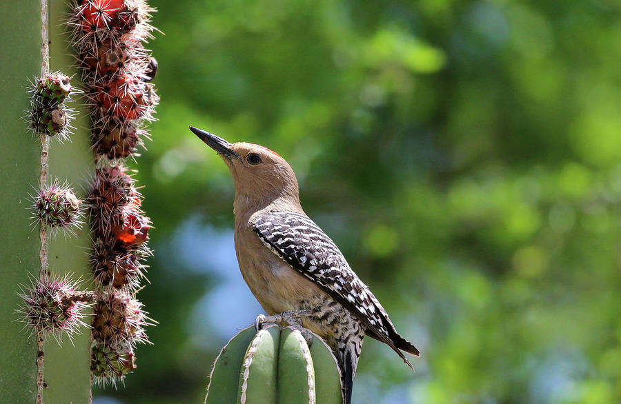 Gila Woodpecker eating Cactus Fruit 1 Photograph by Dawn Richards