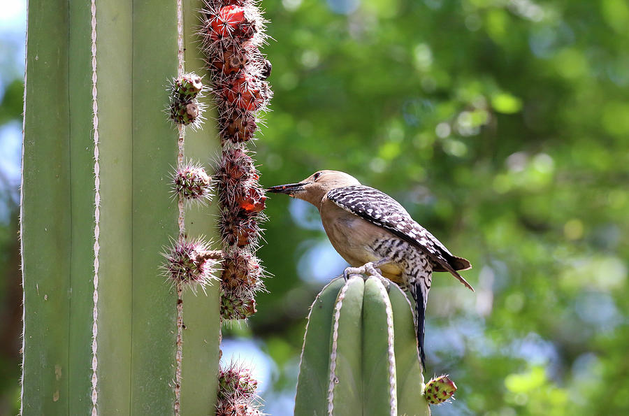 Gila Woodpecker eating Cactus Fruit 2 Photograph by Dawn Richards