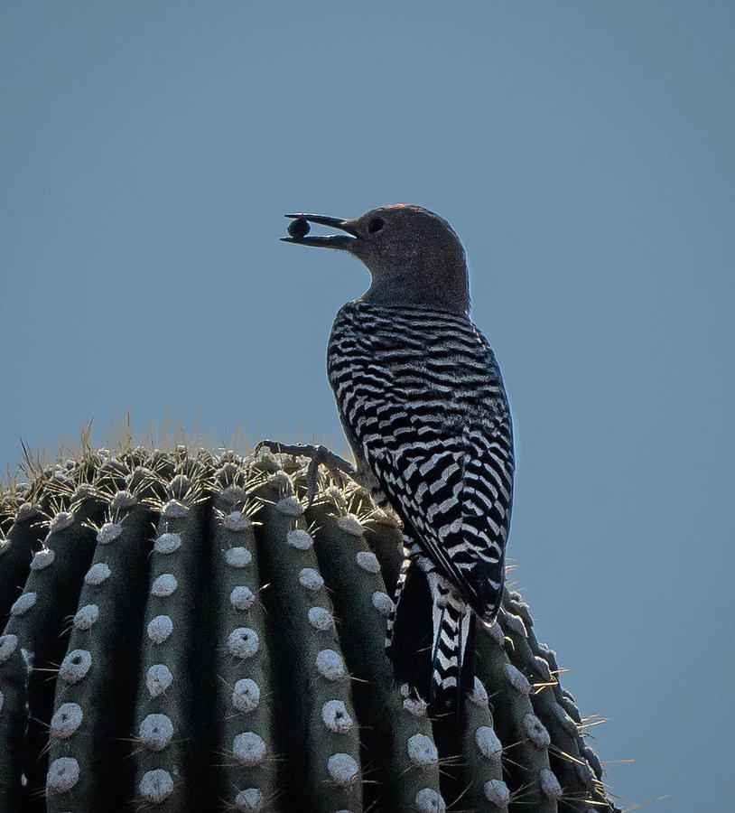Gila Woodpecker Photograph by Hershey Art Images