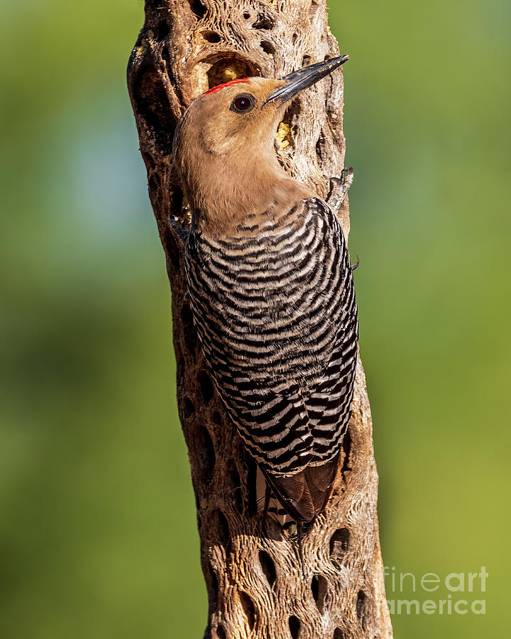 Gila Woodpecker Photograph by Jim Chamberlain - Fine Art America