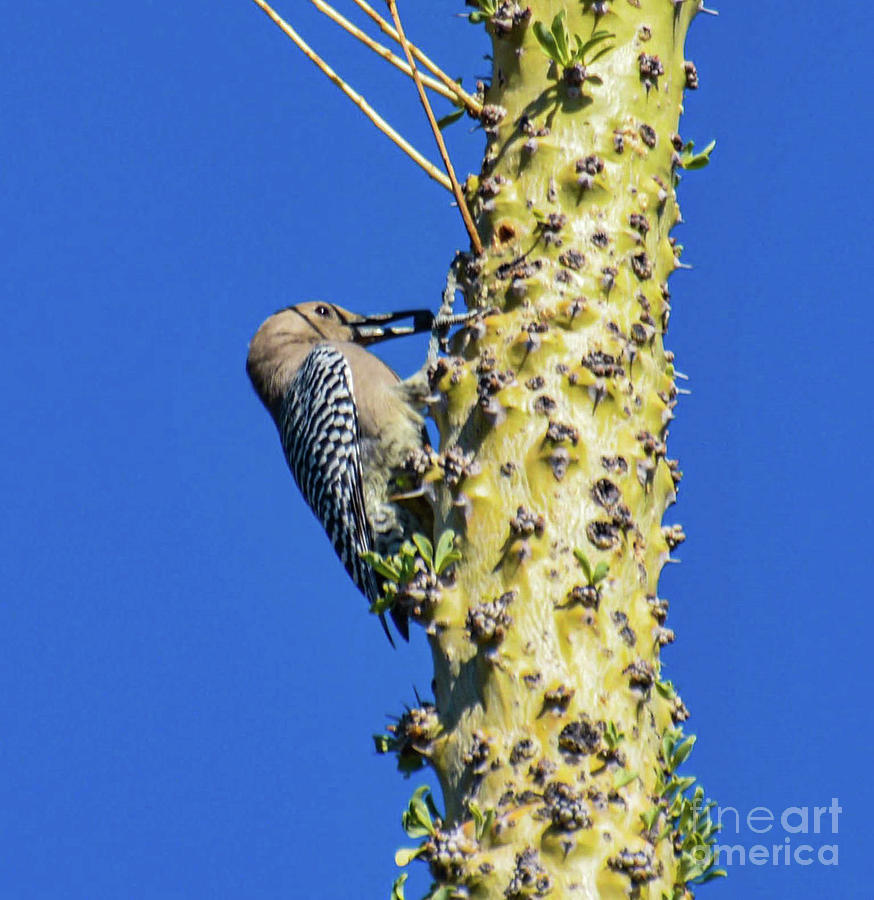 Gila Woodpecker on Cactus Photograph by Kevin Fortier