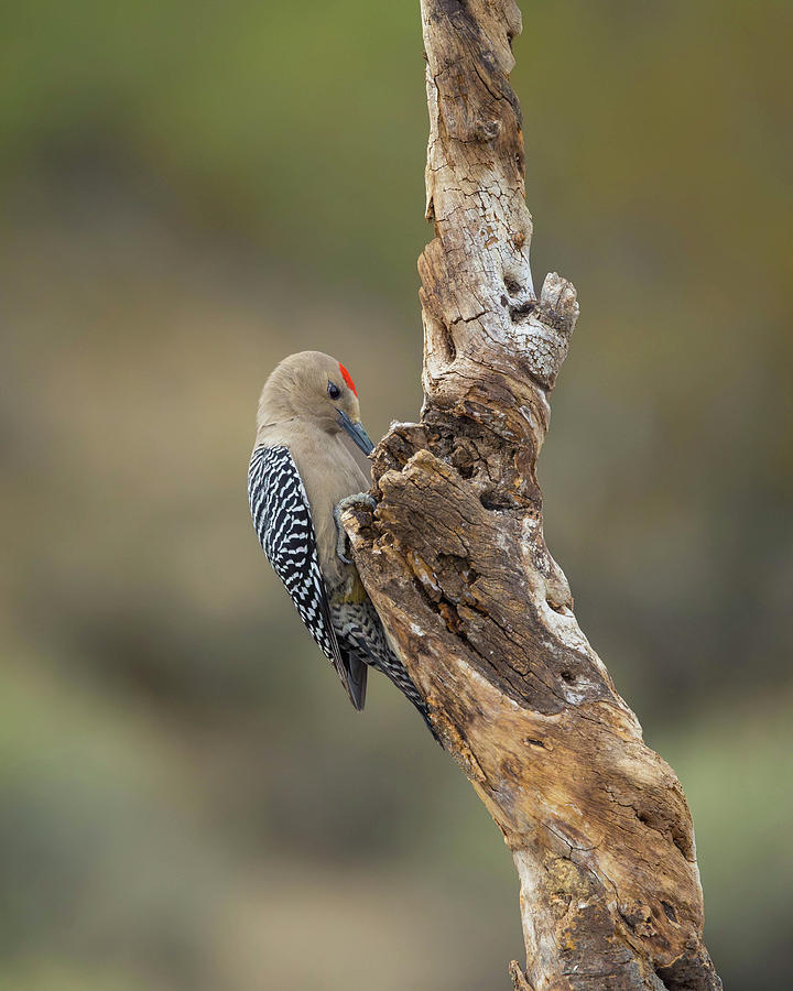 Wildlife Photograph - Gila Woodpecker Pecking by Rosemary Woods Images