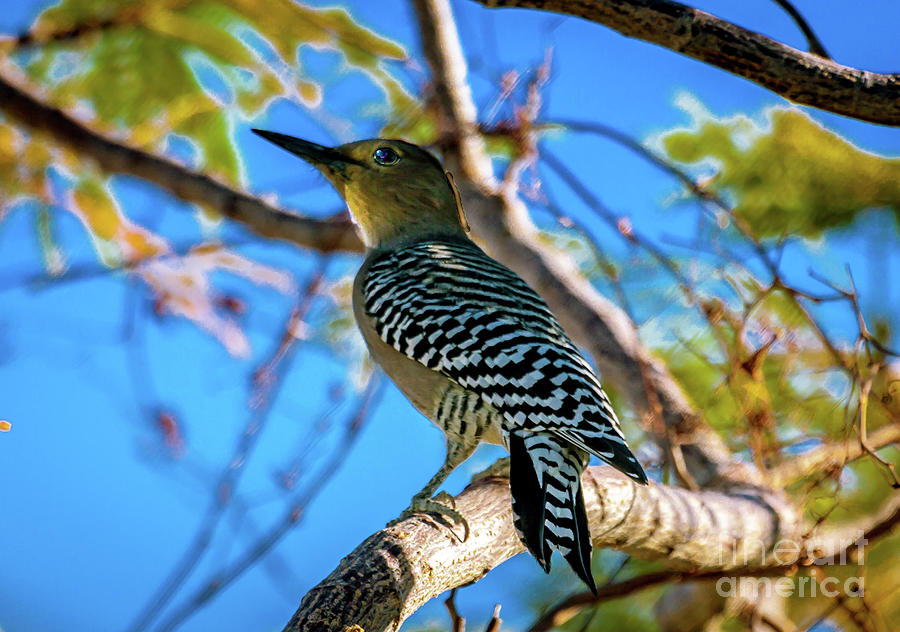 Gila Woodpecker Portrait Photograph by Robert Bales