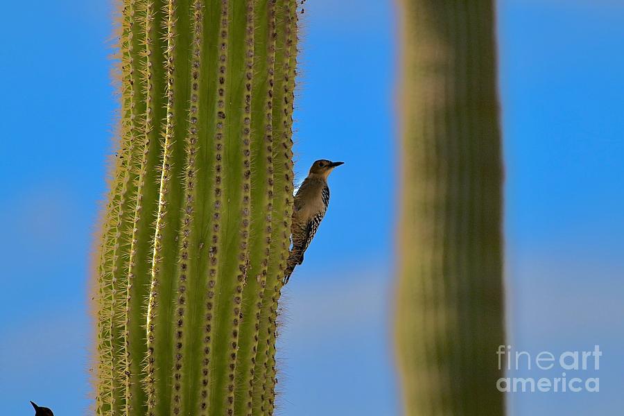 Gila Woodpecker Digital Art By Tammy Keyes - Fine Art America