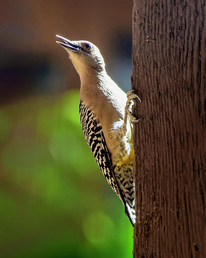 Gila Woodpecker V24168 Photograph by Mark Myhaver