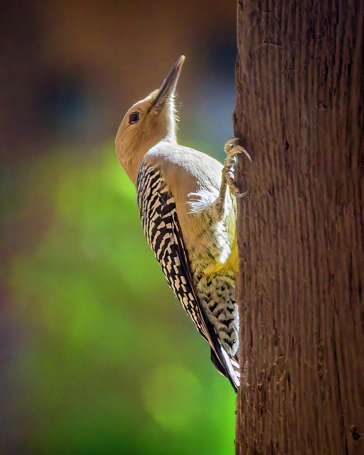 Gila Woodpecker v24169 Photograph by Mark Myhaver