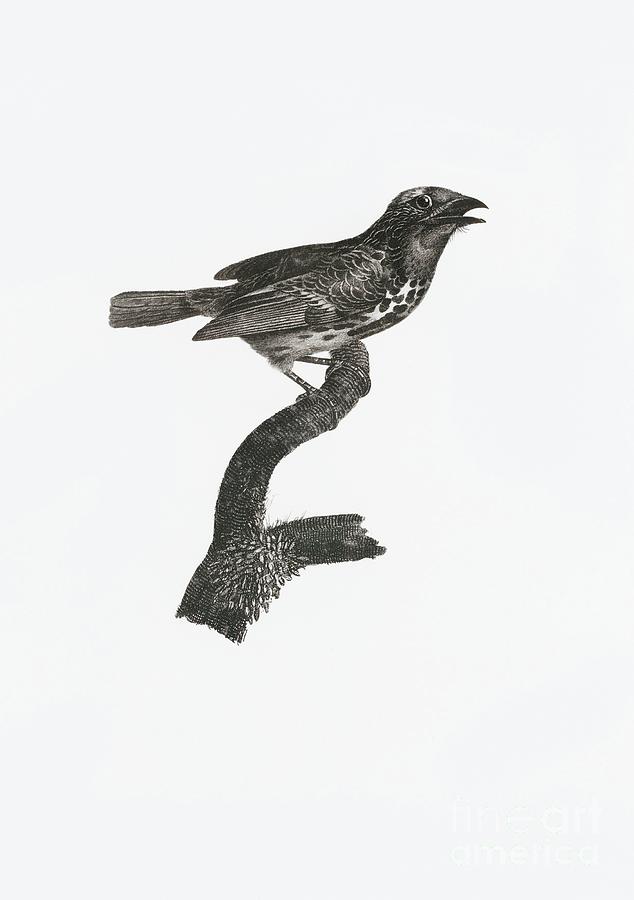 Gilded barbet from Histoire Naturelle des Oiseaux de Paradis et Des ...