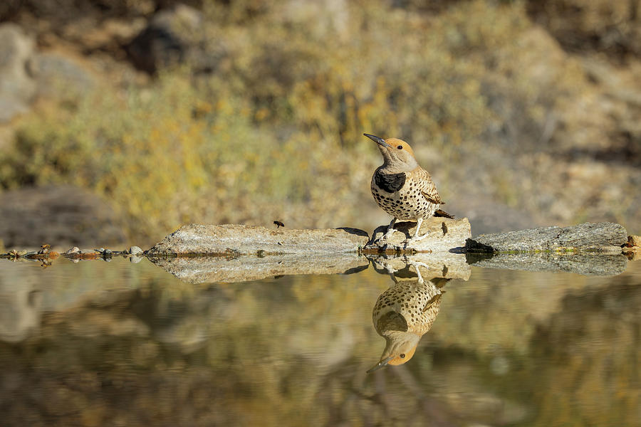 Gilded Flicker Reflection Photograph by Patti Deters