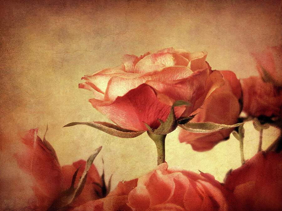 Gilded Roses Photograph by Jessica Jenney