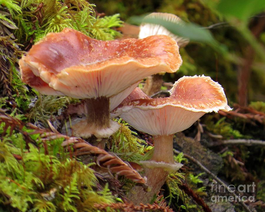 Gilled And Ringed Mushrooms Photograph by Linda Vanoudenhaegen