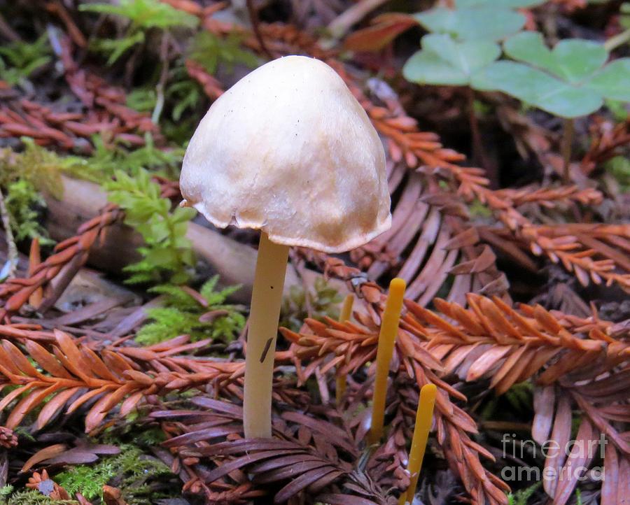 Gilled Mushroom And Strap Coral Photograph by Linda Vanoudenhaegen