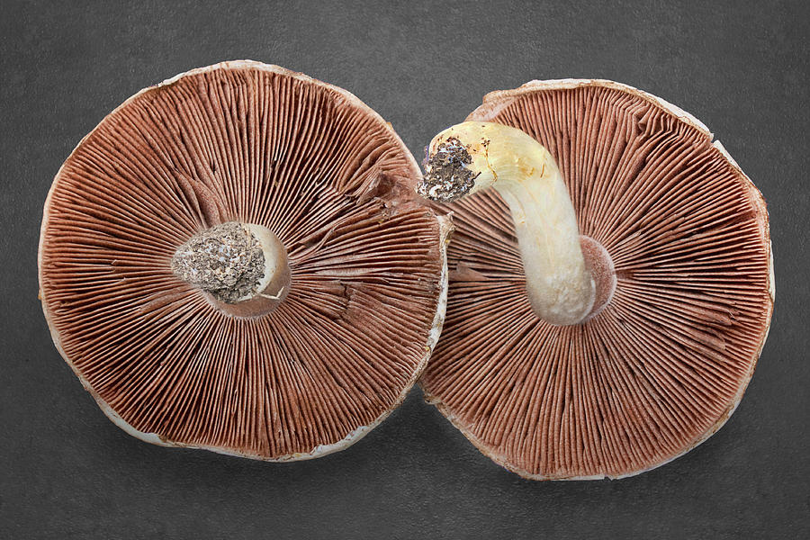 Nature Photograph - Gilled Mushroom Pair by Nikolyn McDonald
