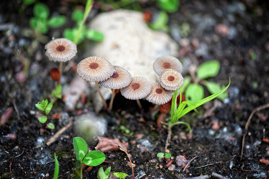 Gilled Mushrooms Photograph by Doug Wittrock