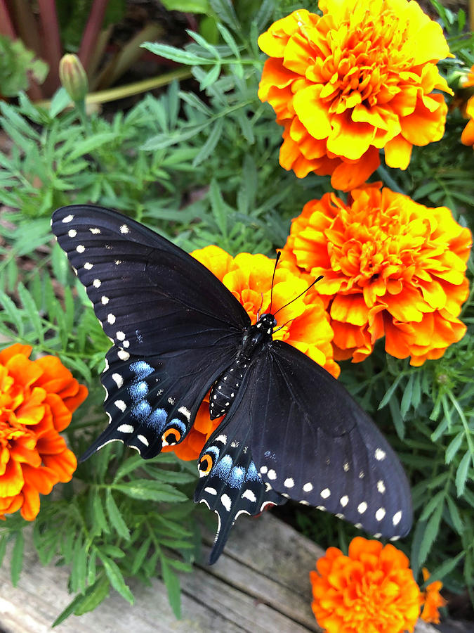 Gimme Nectar Photograph by Sheryl Burns
