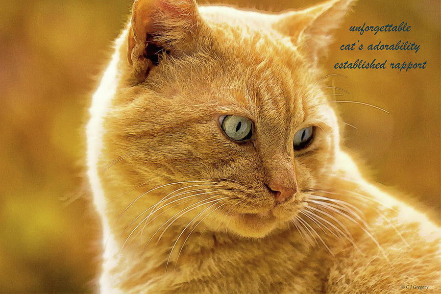 Ginger Cat 4 Apparel Haiku Photograph by Constantine Gregory