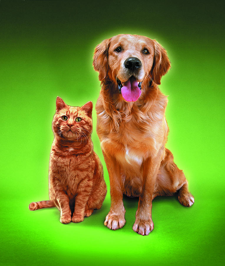 Ginger Cat and Golden Retriever sitting side by side Photograph by Photodisc