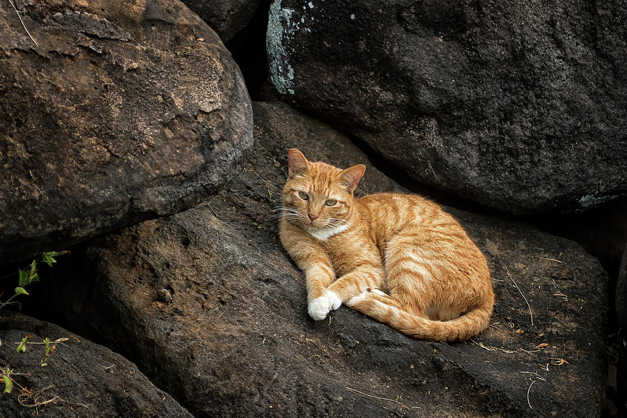 Ginger Cat On The Rocks Photograph
