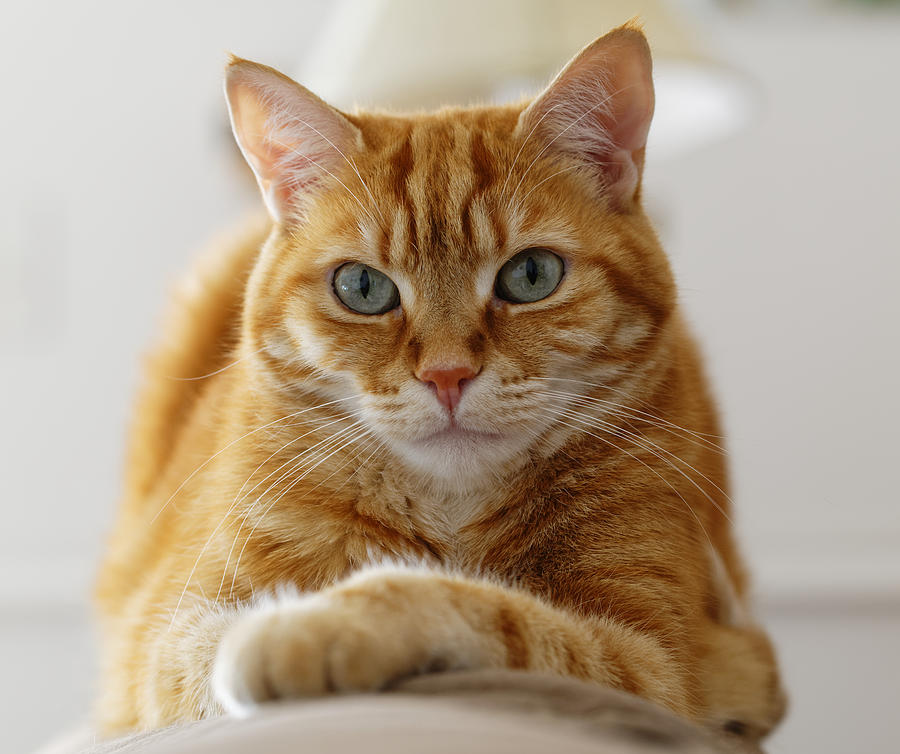 Ginger cat Photograph by Photo by Cathy Scola