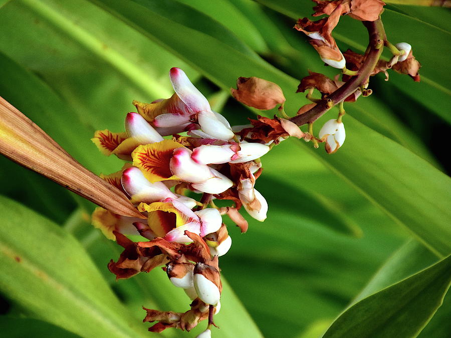 Ginger Flowers  Photograph by Christopher Mercer