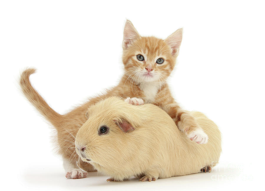 Ginger kitten and yellow Guinea pig Photograph by Warren Photographic