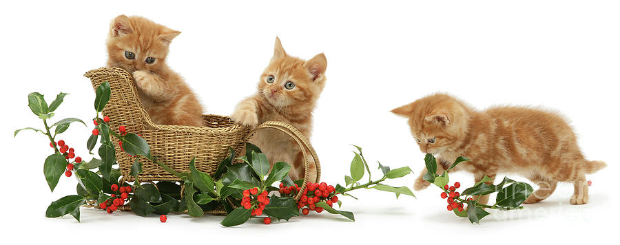 Ginger kittens with a festive sledge and holly Photograph by Warren Photographic