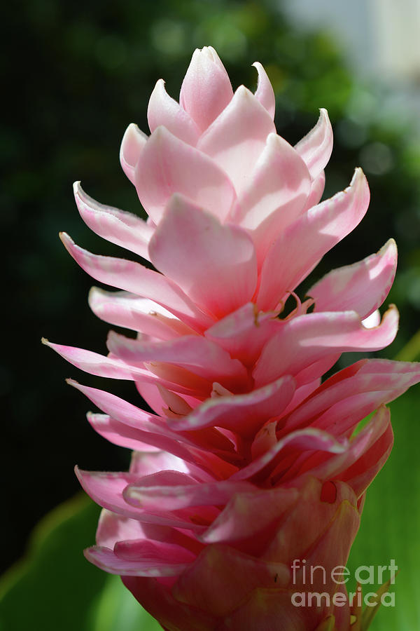 Nature Photograph - Ginger Lily Cone by Mini Arora