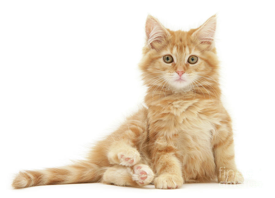 Ginger Maine Coon kitten Photograph by Warren Photographic