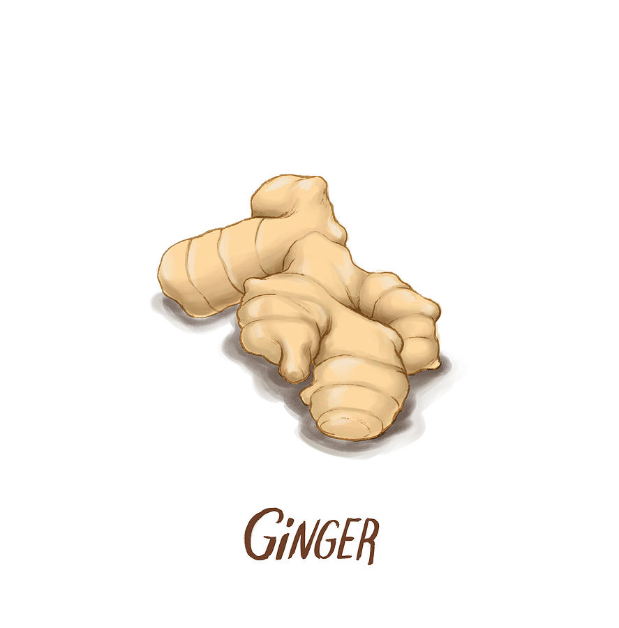 Ginger Digital Art by Paul Morehead | Fine Art America